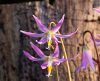 Show product details for Erythronium revolutum